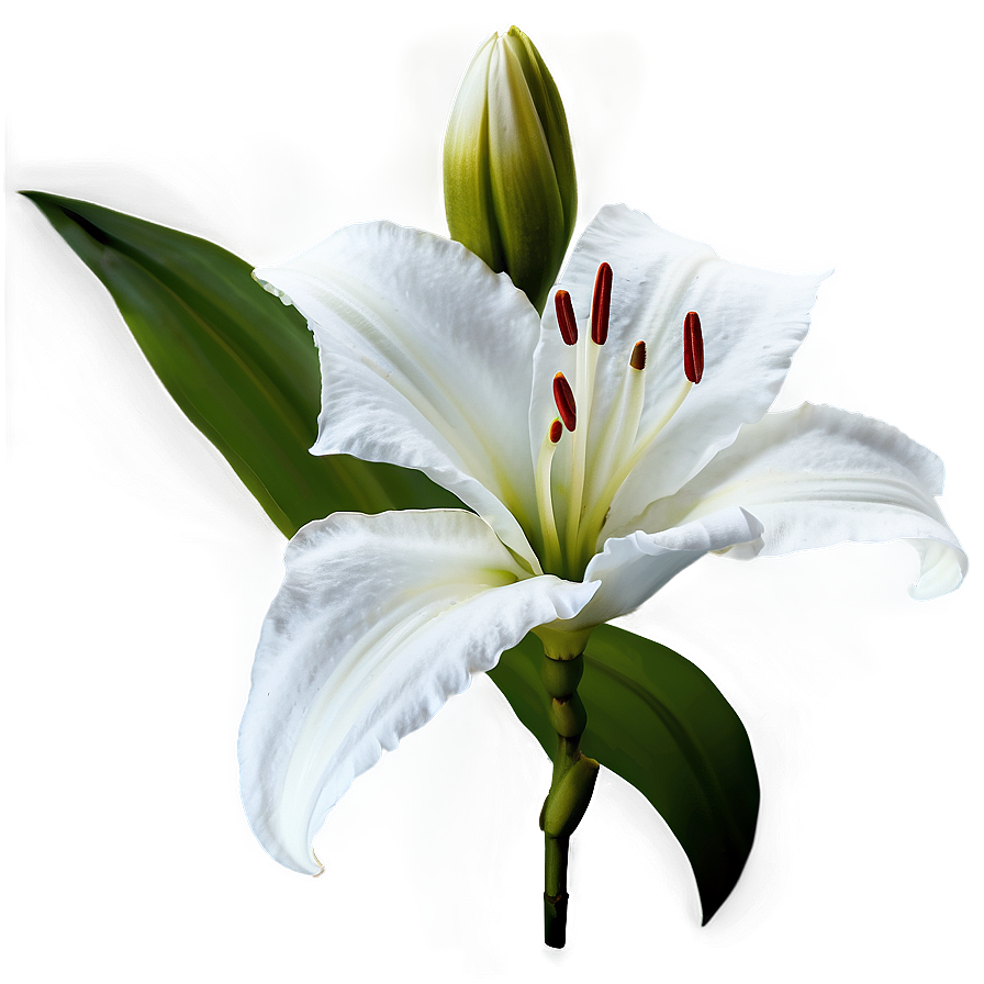 Black And White Lilies Png Eaf39 PNG image