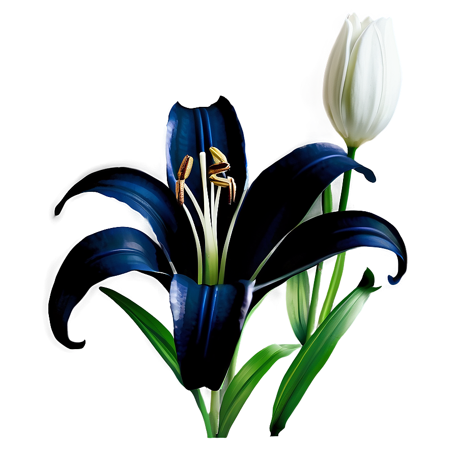 Black And White Lily Flower Png Ywb69 PNG image