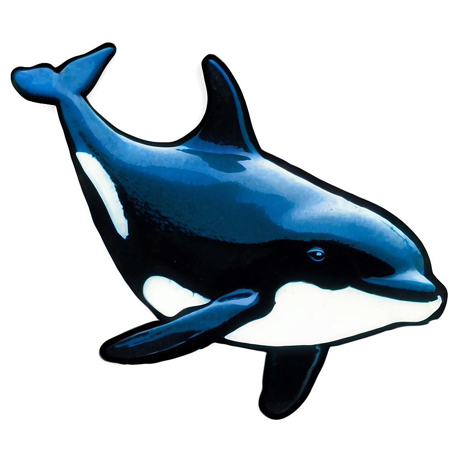 Black And White Orca Png Fgc12 PNG image