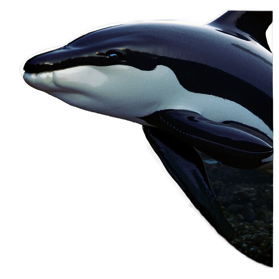 Black And White Orca Png Tih PNG image