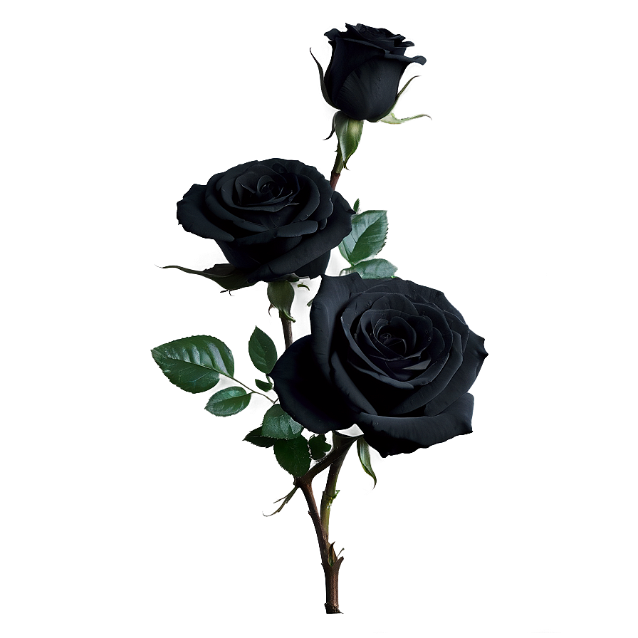 Black Beauty Roses Png Lhs PNG image