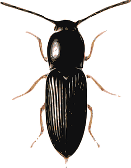 Black Beetle Illustration PNG image