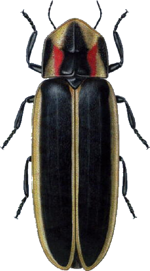 Black Beetlewith Red Markings PNG image