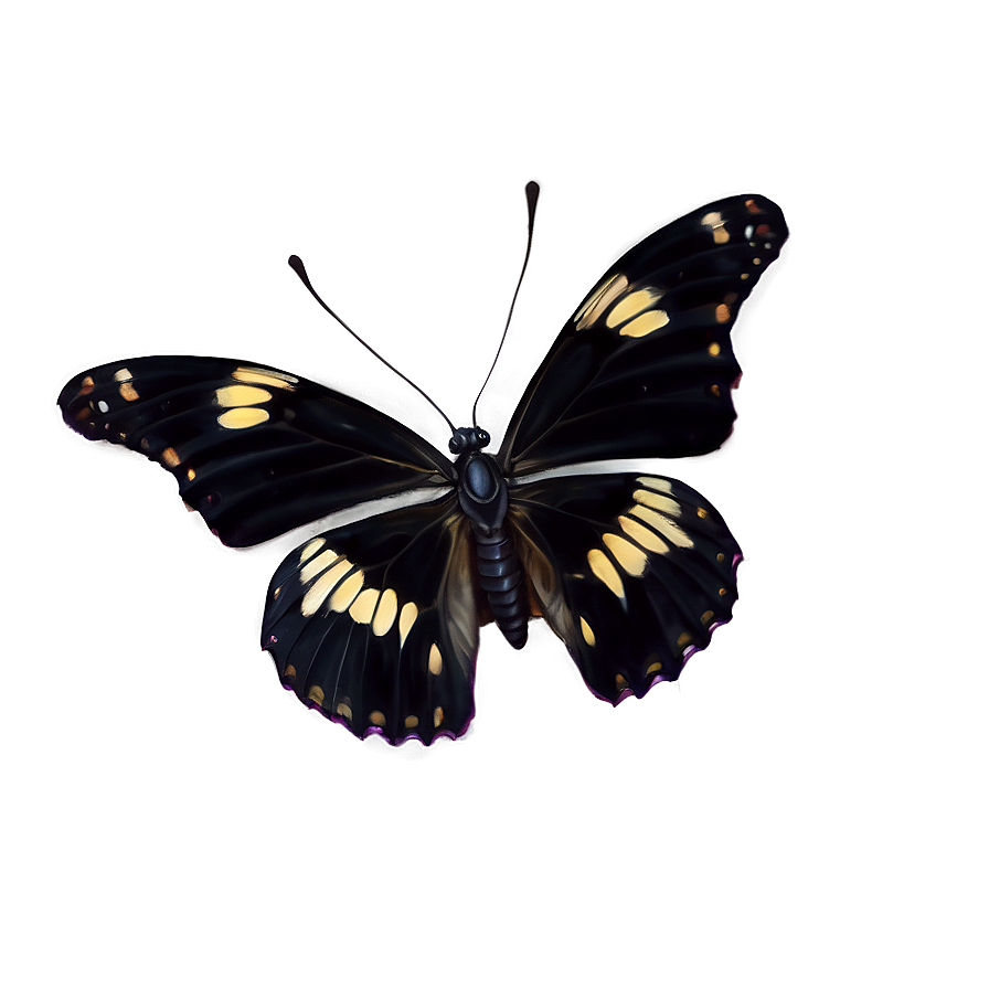 Black Butterfly C PNG image