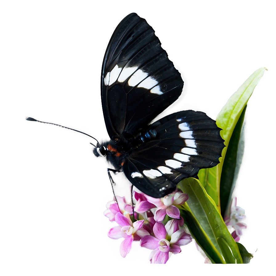 Black Butterfly In Nature Png 06252024 PNG image