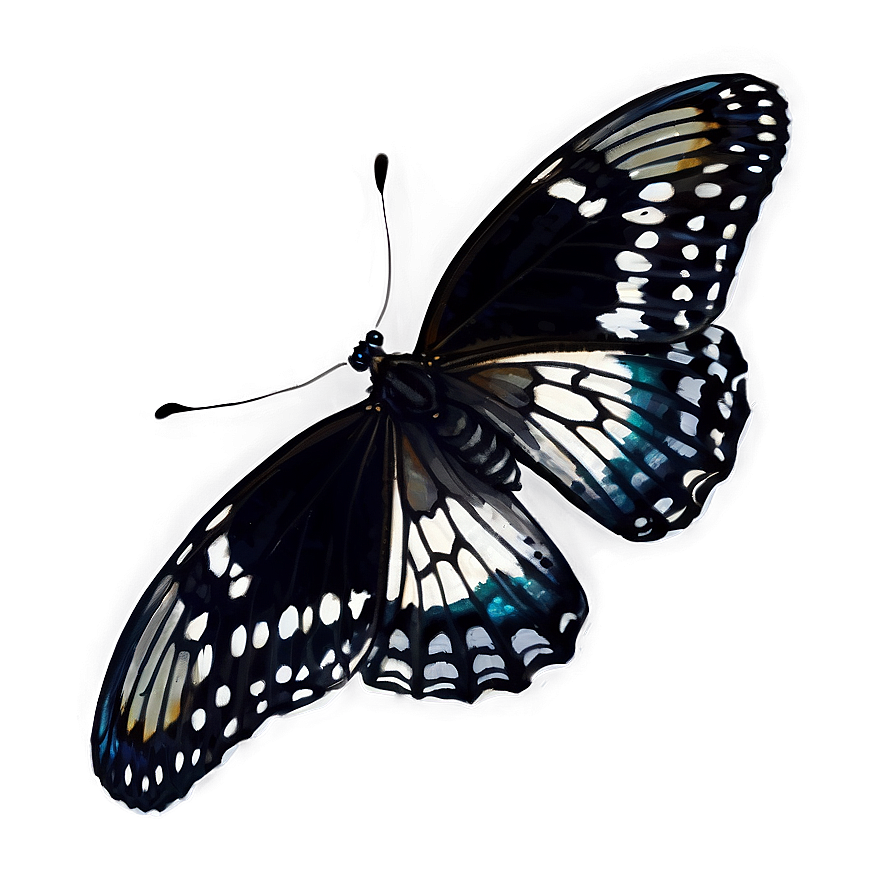 Black Butterfly On White Png 85 PNG image