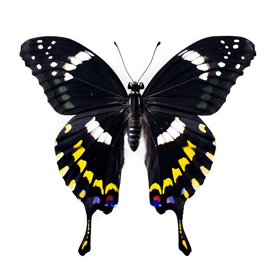 Black Butterfly Profile Png 36 PNG image