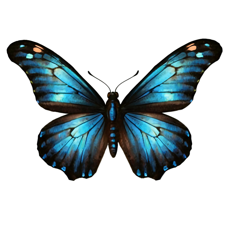 Black Butterfly With Blue Highlights Png Vta PNG image