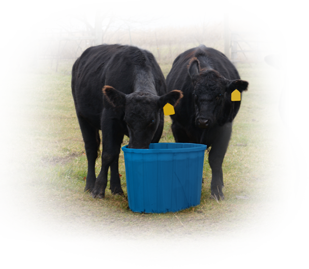 Black Calves Drinking From Blue Bucket PNG image