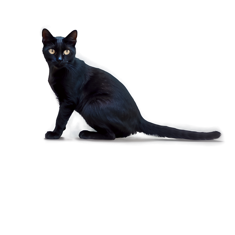 Black Cat Crouching Png 05232024 PNG image
