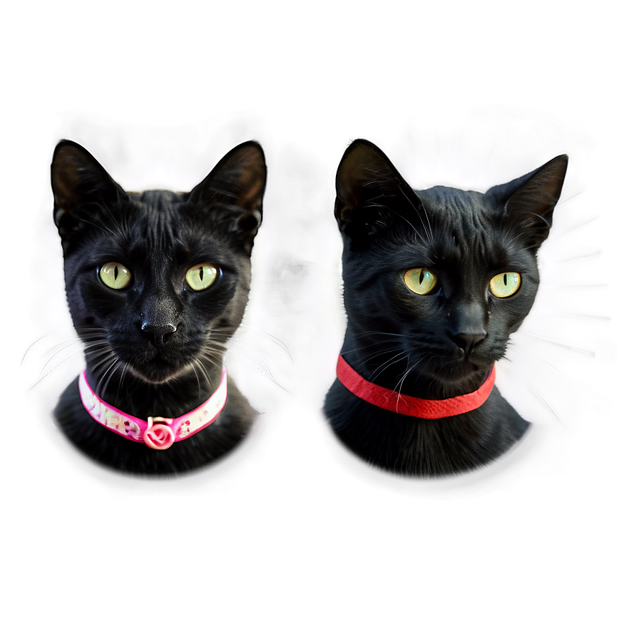 Black Cat Filter Png Cuu53 PNG image