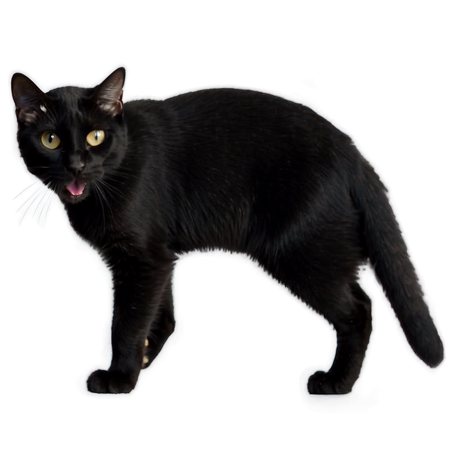Black Cat Hissing Png 05232024 PNG image