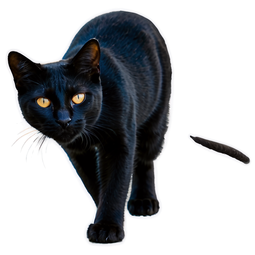 Black Cat Png 05252024 PNG image