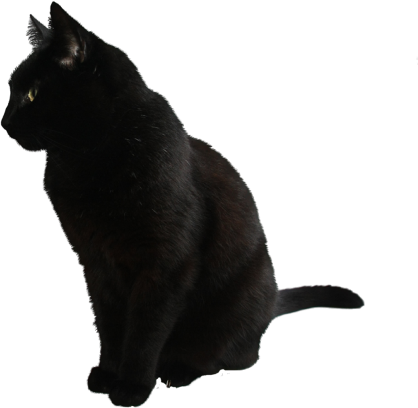 Black Cat Side View PNG image