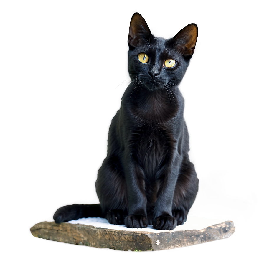 Black Cat Sitting Png Pee6 PNG image