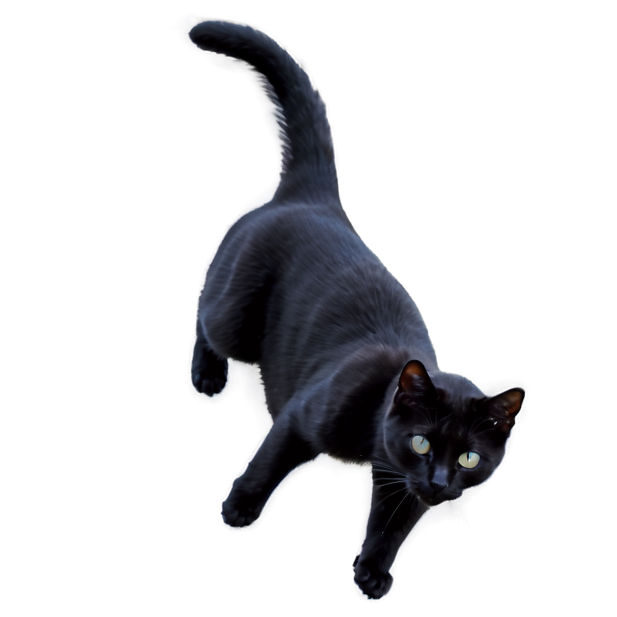 Black Cat Stretching Png 05232024 PNG image
