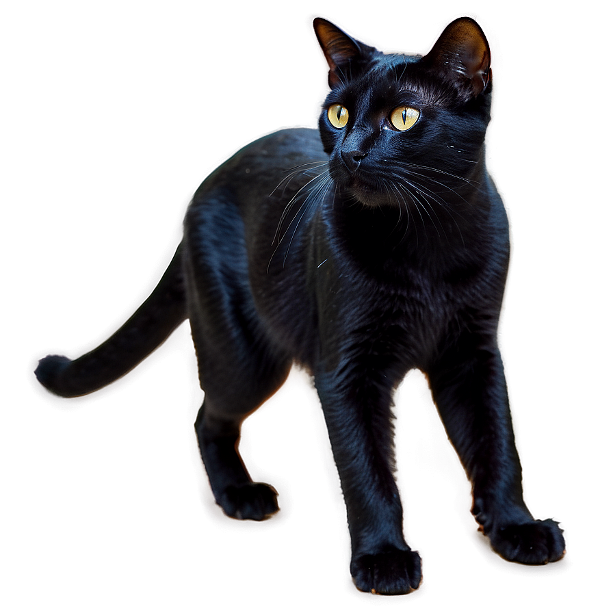 Black Cat Walking Png 05232024 PNG image