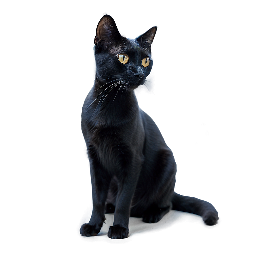 Black Cat With Stars Png 05232024 PNG image