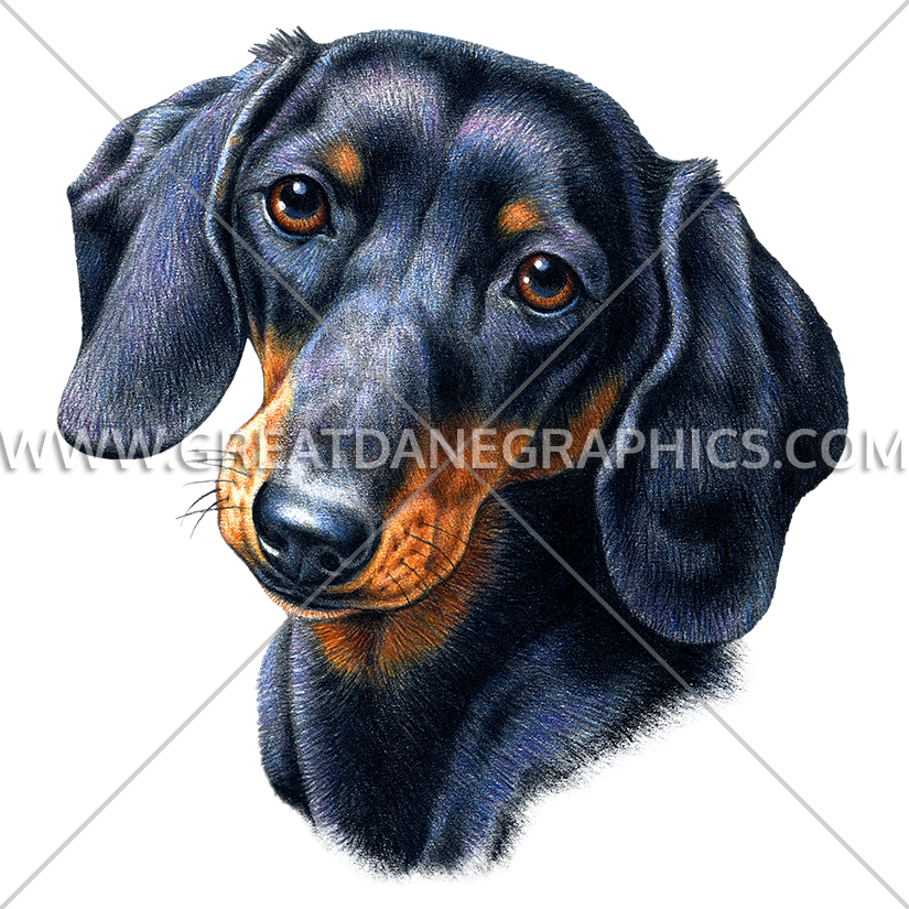 Black Dachshund Portrait PNG image