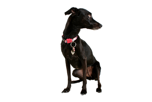 Black Dog Pink Collar Portrait PNG image