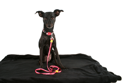 Black Dog Pink Leash Portrait PNG image