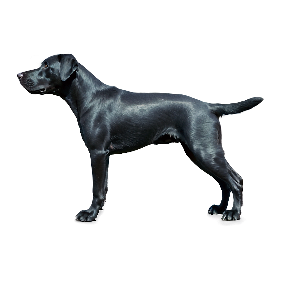 Black Dog Png 04292024 PNG image