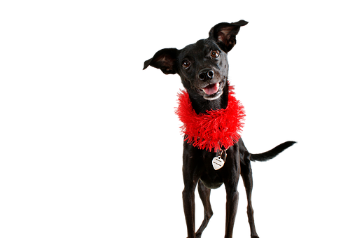 Black Dog Red Boa Black Background PNG image