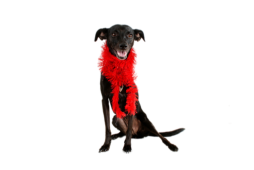 Black Dog Red Boa Black Background.jpg PNG image