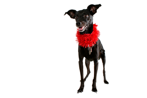 Black Dog Red Boa Black Background.jpg PNG image