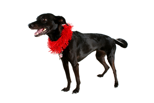 Black Dog Red Collaron Black Background.jpg PNG image