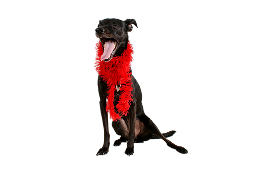 Black Dog Red Feather Boa Yawning PNG image