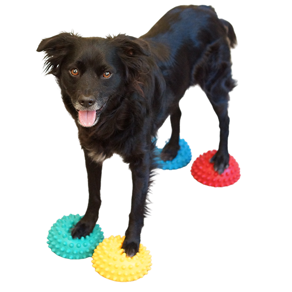 Black Dog Standing On Colorful Balls PNG image