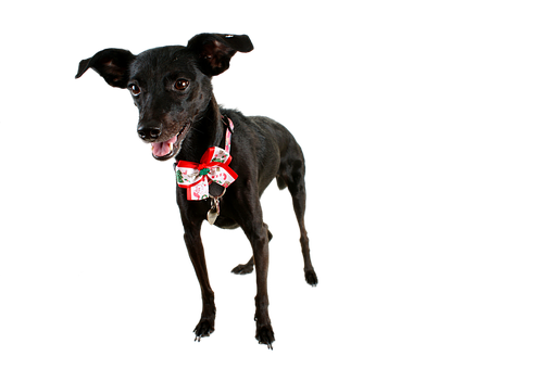 Black Dog With Holiday Bow Tie PNG image