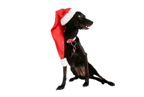 Black Dogin Santa Hat PNG image