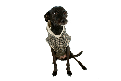 Black Dogin Sweateron Black Background.jpg PNG image