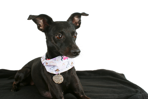 Black Dogwith Bandanaon Black Background.jpg PNG image