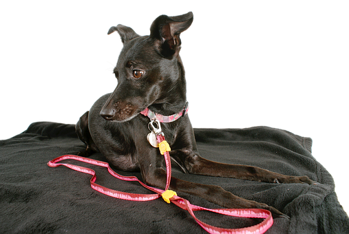 Black Dogwith Pink Leashon Black Background.jpg PNG image