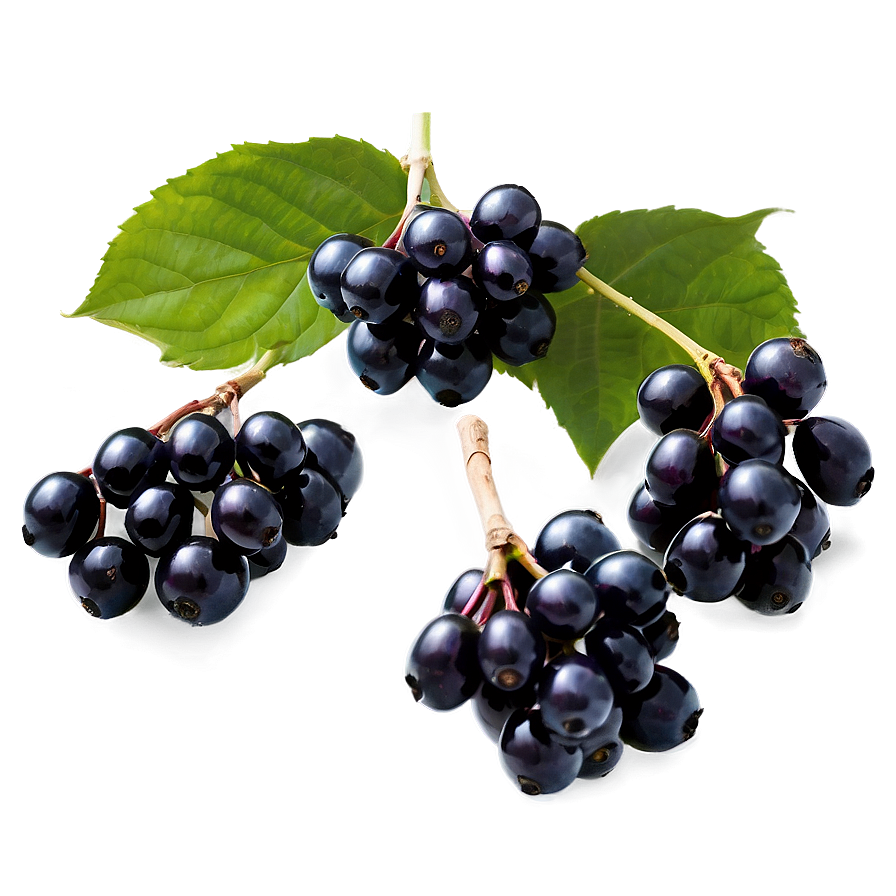 Black Elderberry Png Abq1 PNG image