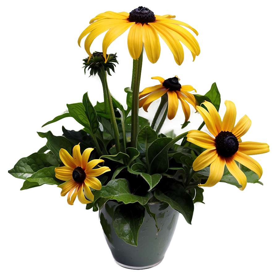 Black Eyed Susan Floral Arrangement Png 18 PNG image