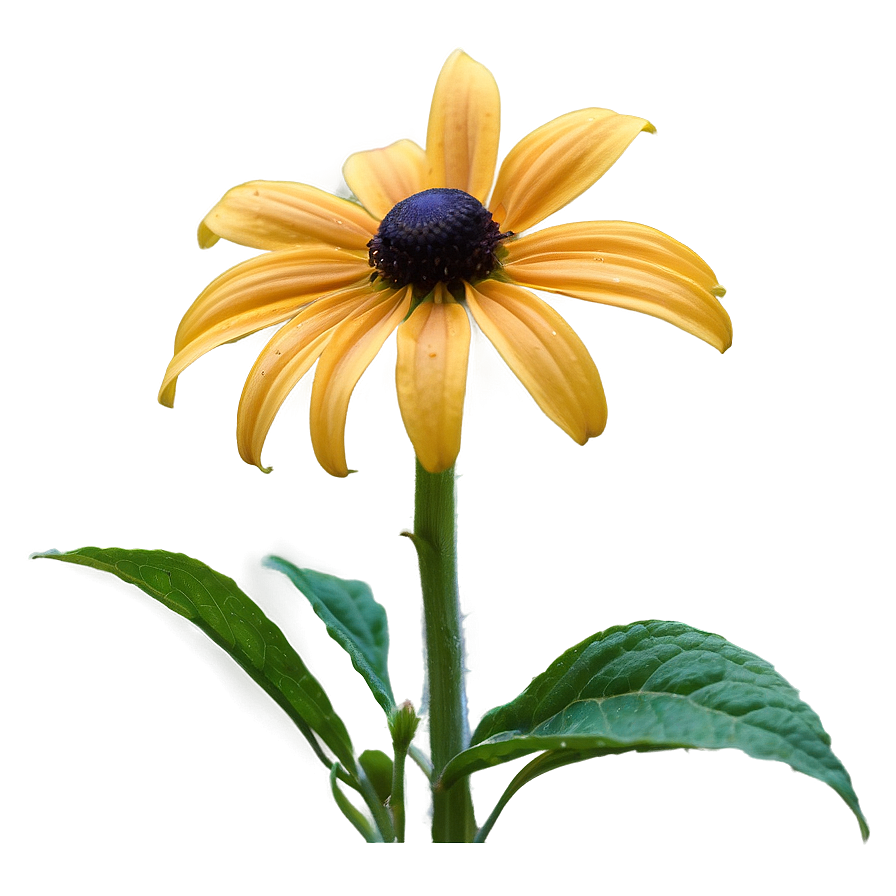 Black Eyed Susan In Full Bloom Png 24 PNG image