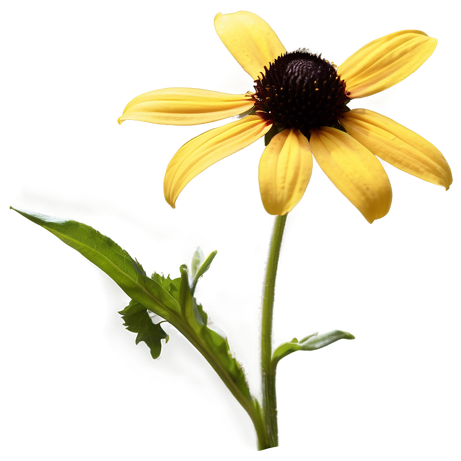 Black Eyed Susan In Sunshine Png Cmw PNG image