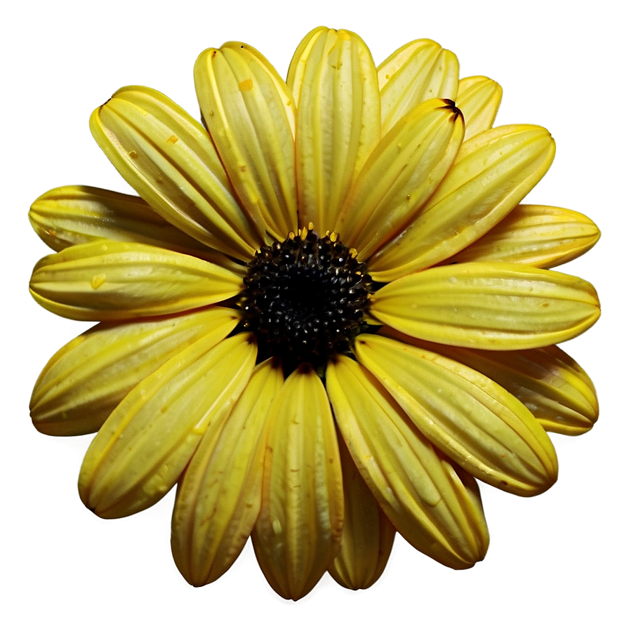 Black Eyed Susan Png Images (100++)