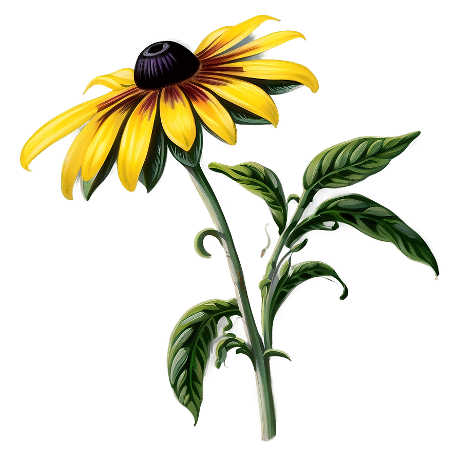 Black Eyed Susan Vintage Illustration Png 11 PNG image