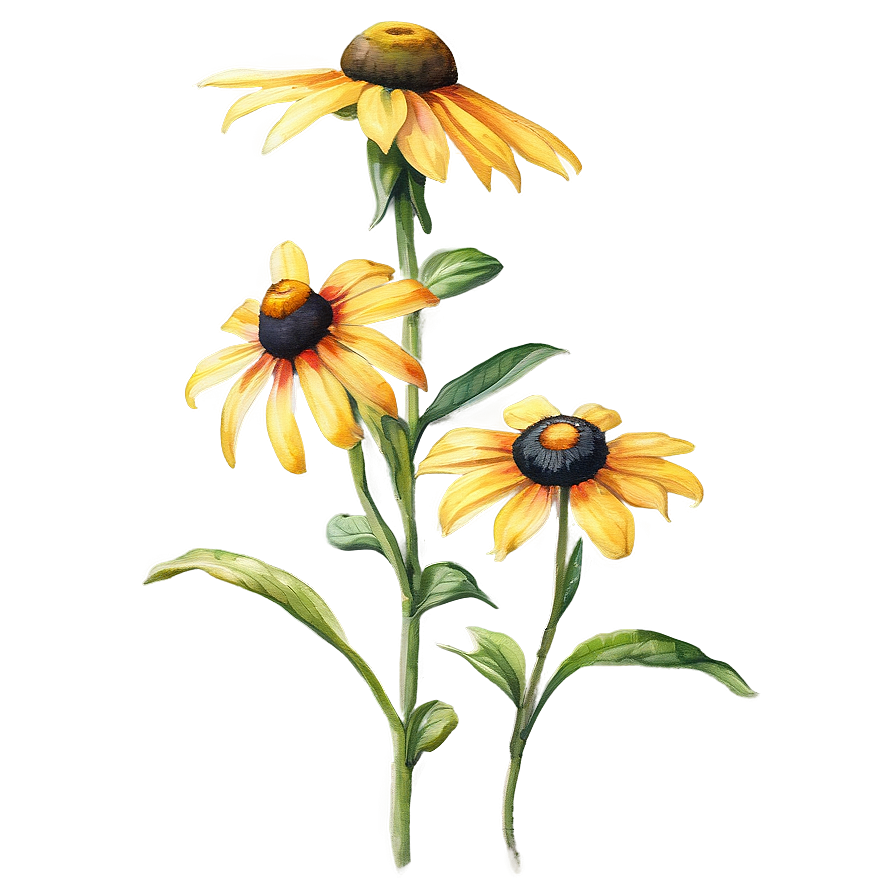 Black Eyed Susan Watercolor Art Png Adt23 PNG image