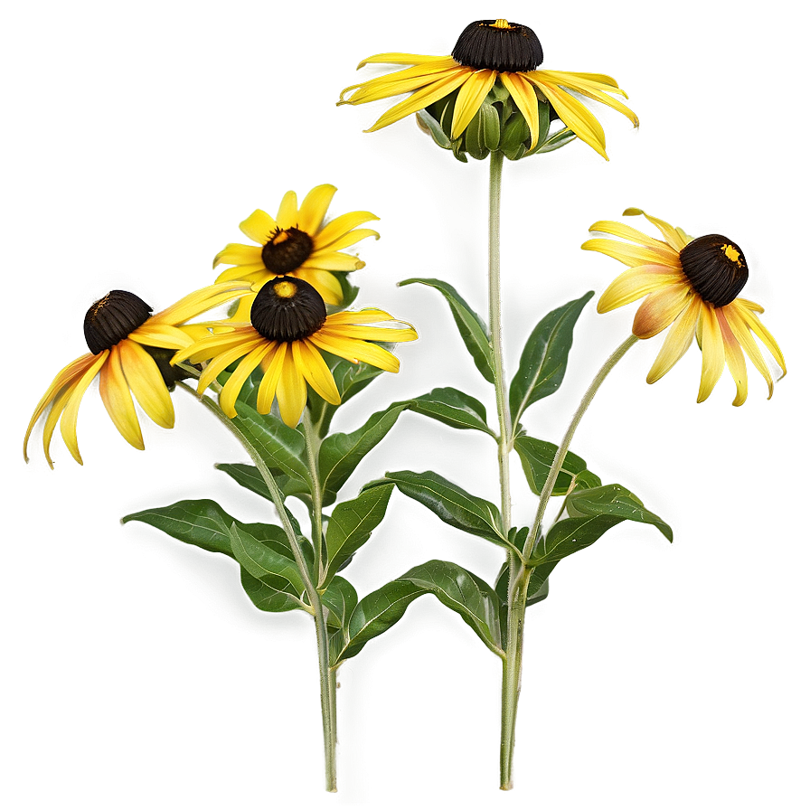 Black Eyed Susan Wildflower Png 31 PNG image