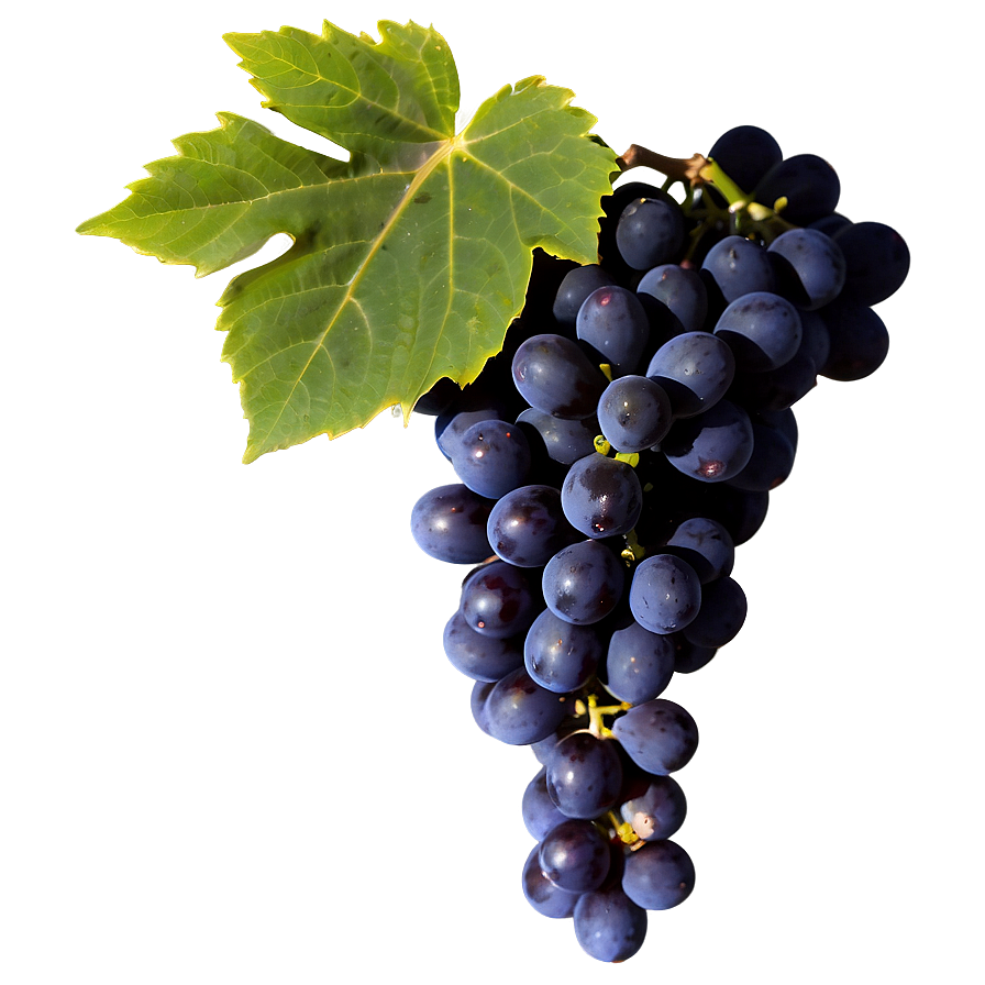 Black Grape Png 35 PNG image