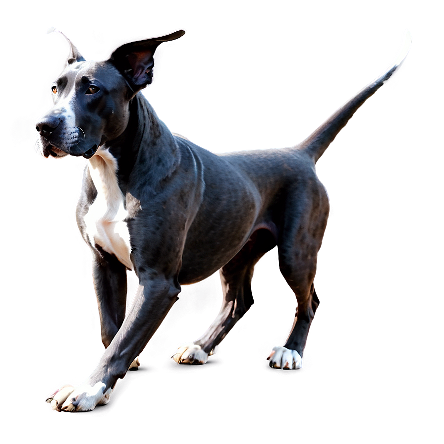 Black Great Dane Png 06212024 PNG image