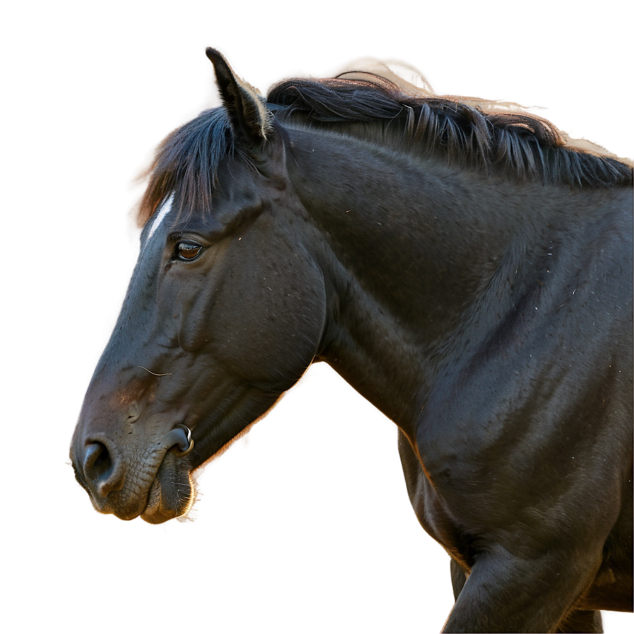 Black Horse Grazing Peacefully Png 66 PNG image