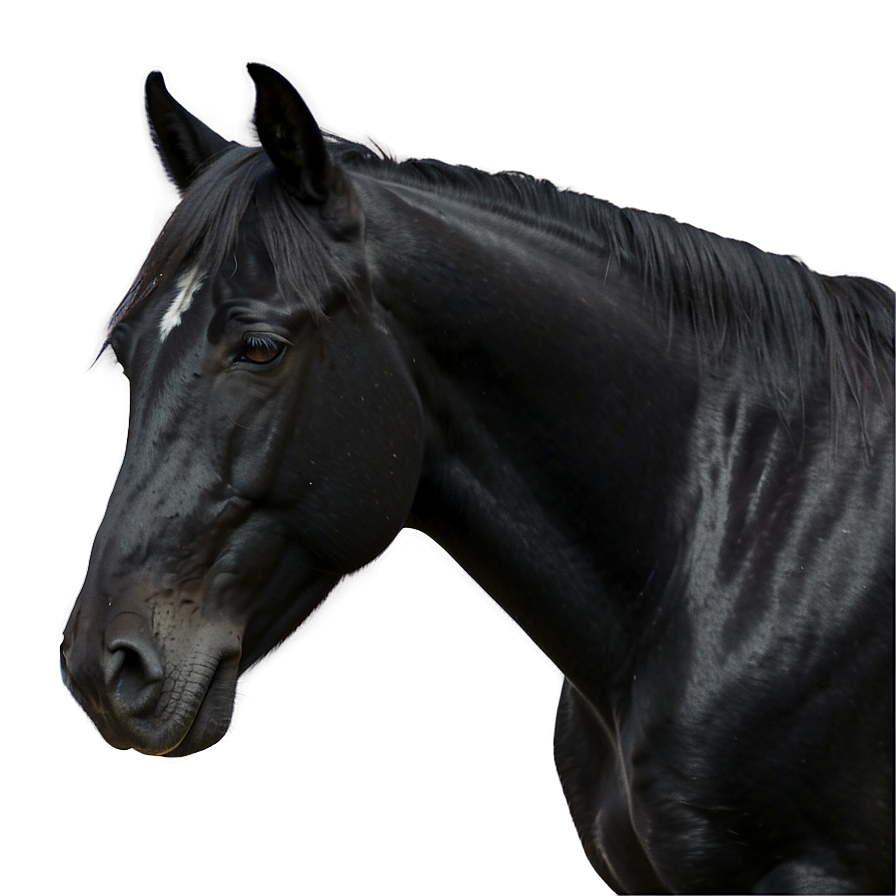 Black Horse Grazing Peacefully Png 67 PNG image