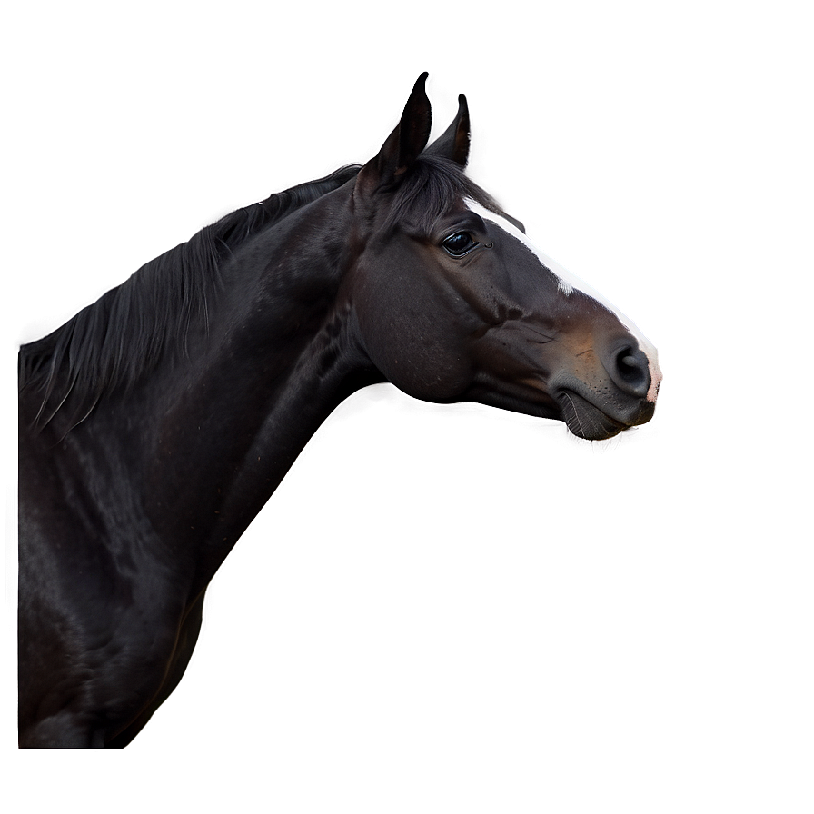 Black Horse In Sunset Light Png Low PNG image